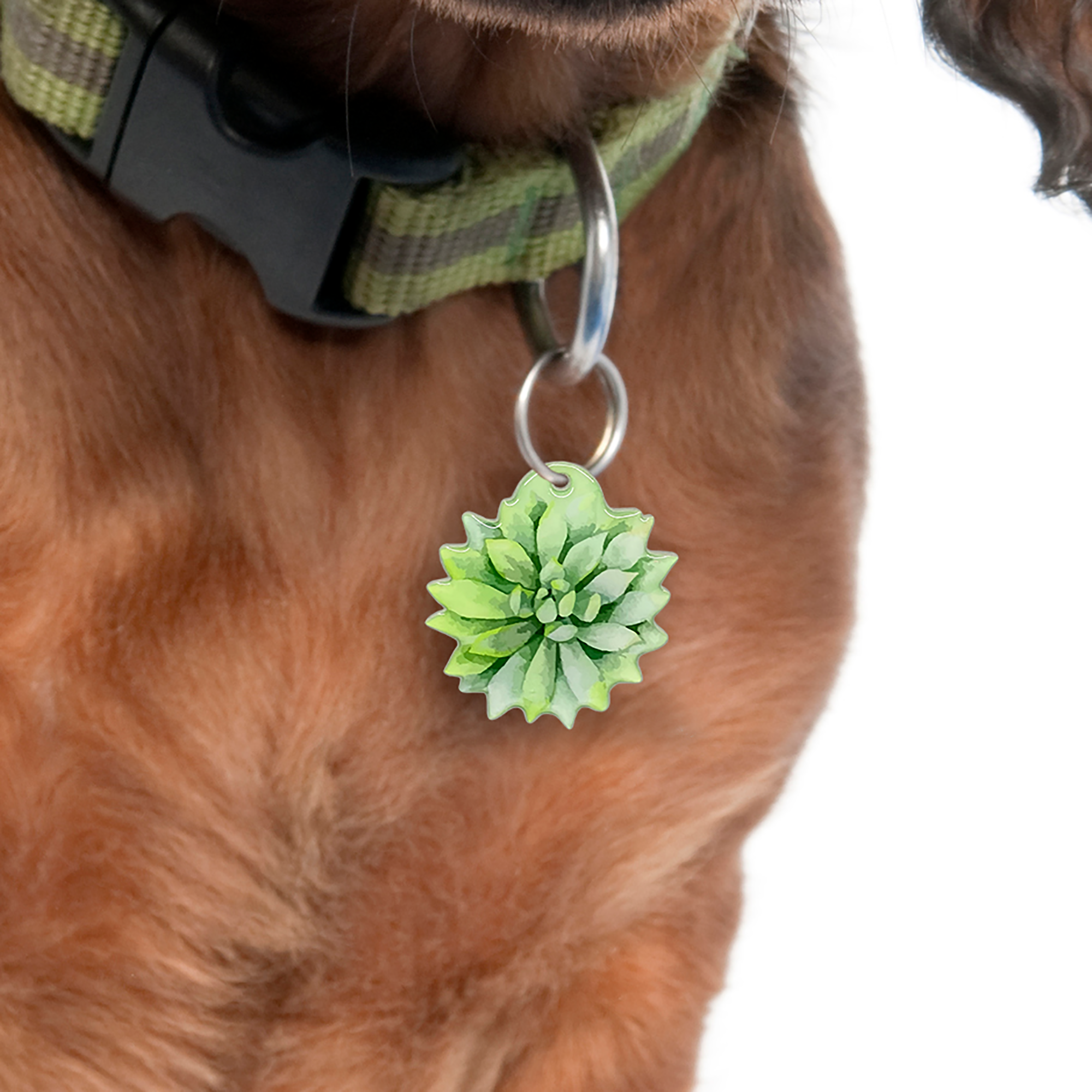 succulent dog collar Agave Succulent Pet ID Tag
