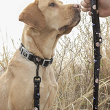 Puppy Gallery Astro Collar and Bashtag set