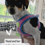 Custom Pet ID Tag Matching with Collar or Harness, Unique Pet Name Tags, Personalized with Name and Contact Info