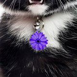 African Violet Daisy - 2x Tags Dog Name Tags by Bashtags