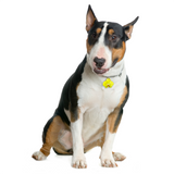 Key Lime Orchid - 2x Tags Dog Name Tags by Bashtags
