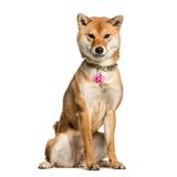 Pink Orchid - 2x Tags Dog Name Tags by Bashtags
