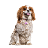 Violet Orchid Dog Name Tags by Bashtags