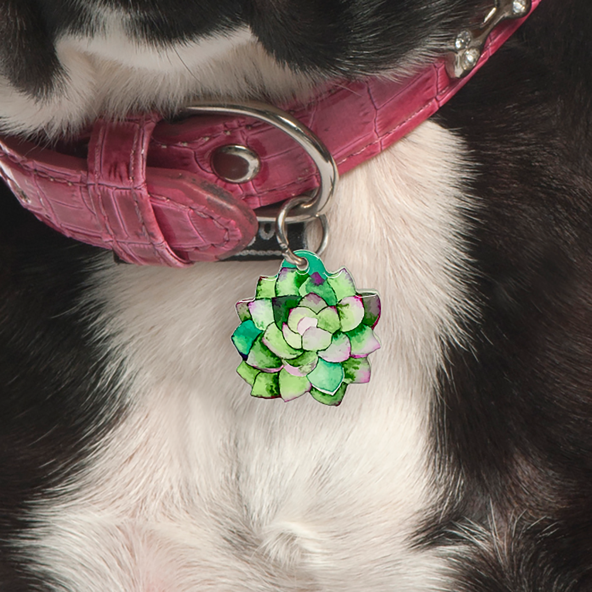 succulent dog collar Pink Jade Succulent Pet ID Tag