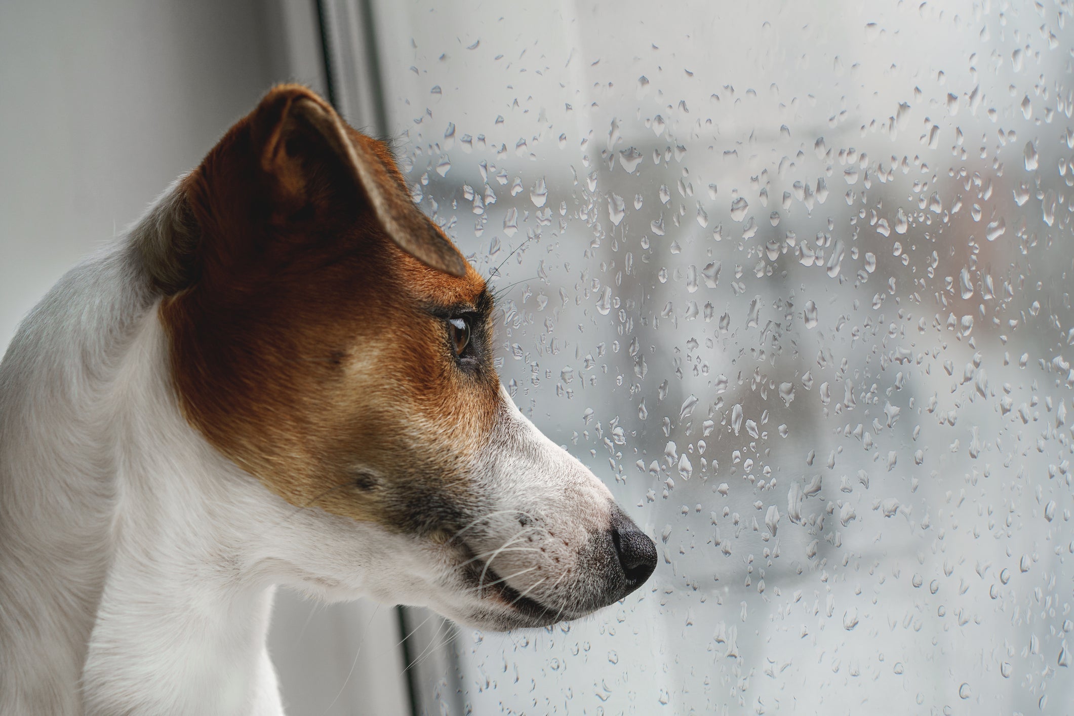 Too Rainy to Walk? 5 Fun Indoor Games to Keep Your Dog Active and Happy