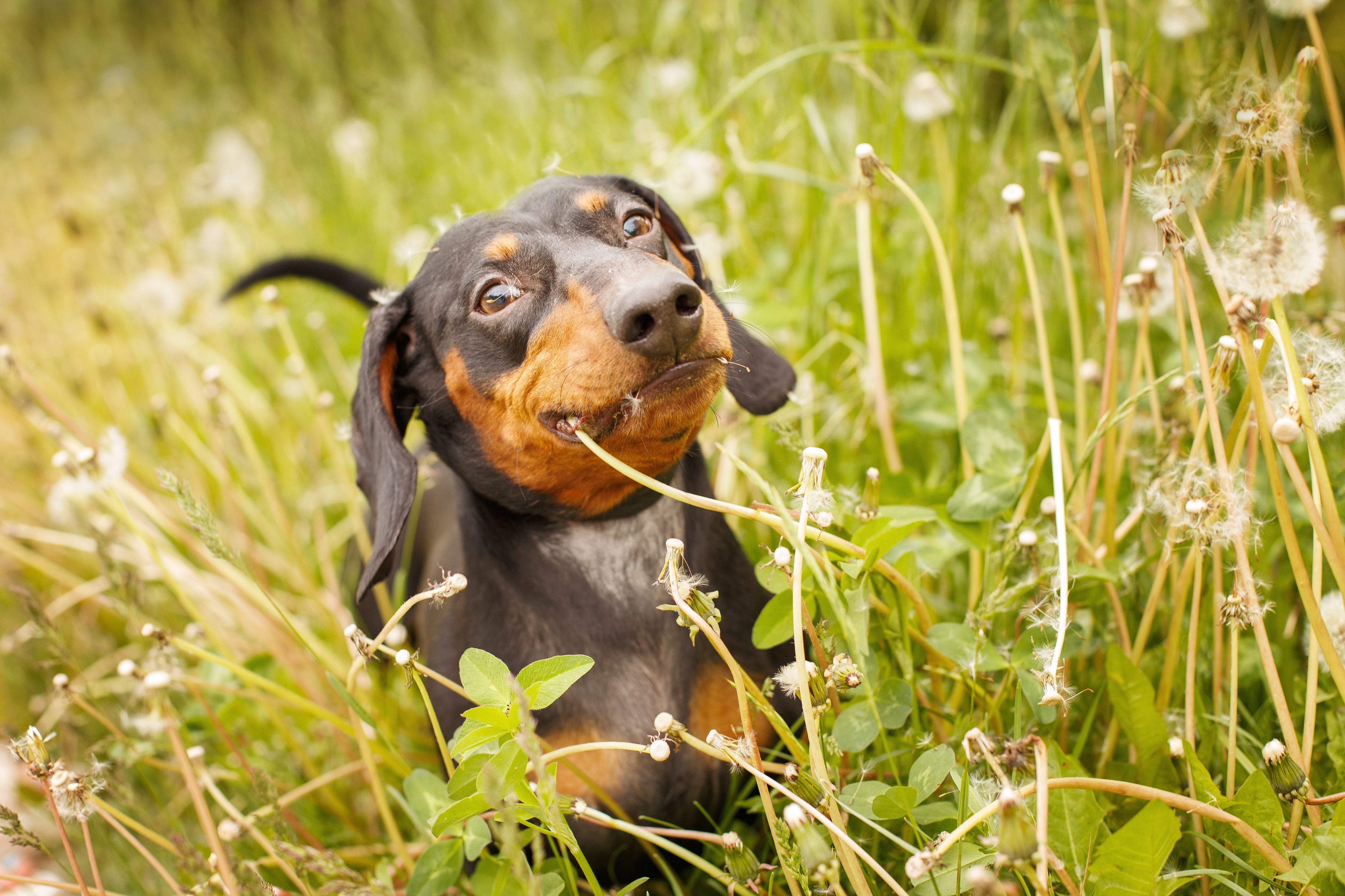 Why Do Dogs Eat Grass? 6 Reasons Behind This Curious Canine Habit