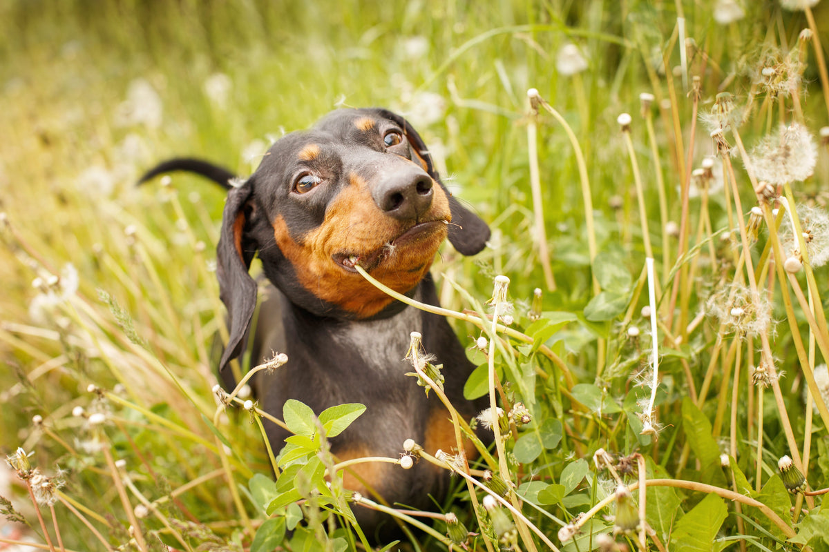 Why Do Dogs Eat Grass? 6 Reasons Behind This Curious Canine Habit