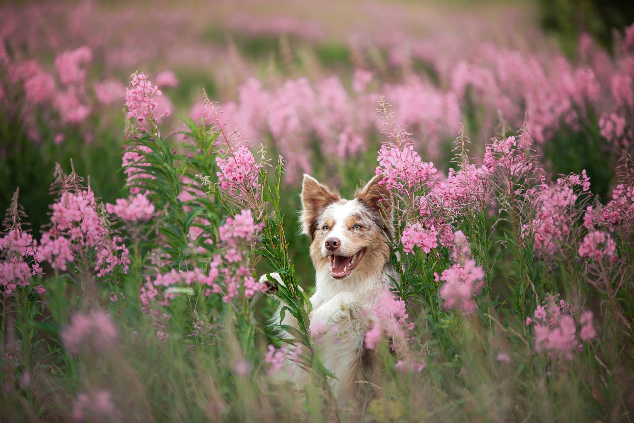 The Most Popular Flowers Pets are Named After