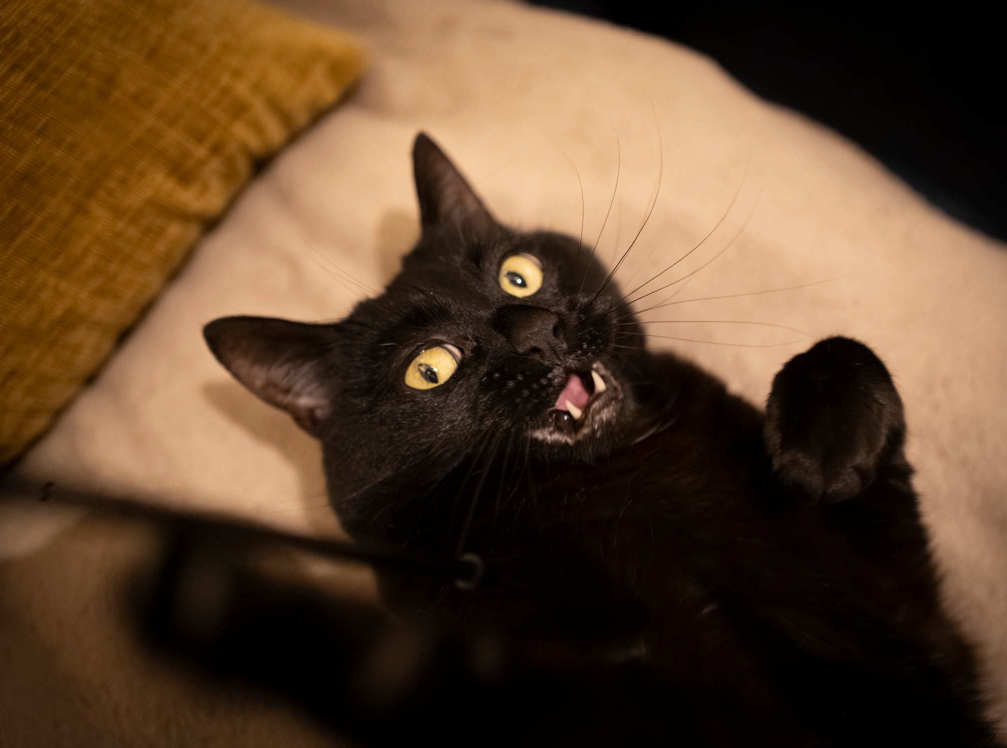 🐾 The Legend of the Black Cat: From Superstition to Sweet Companion