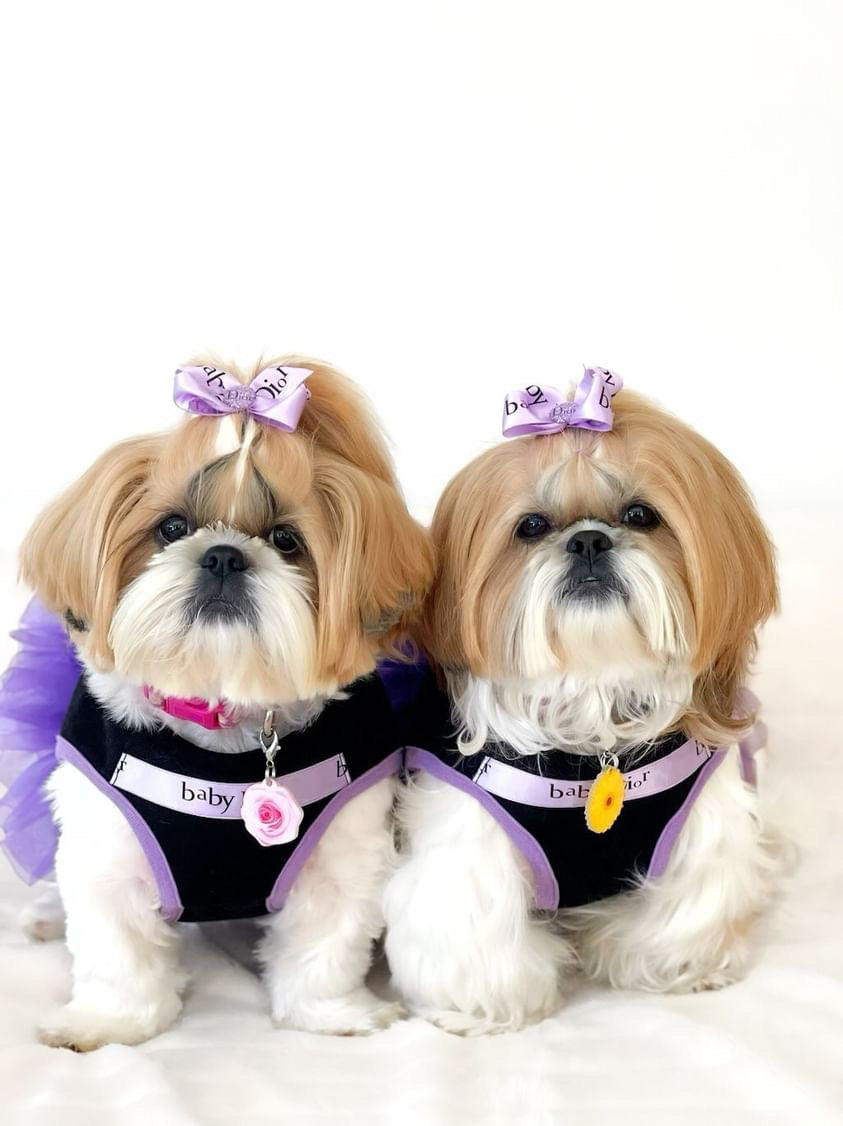 Bashtags brand ambassadors - Daisy and Coco
