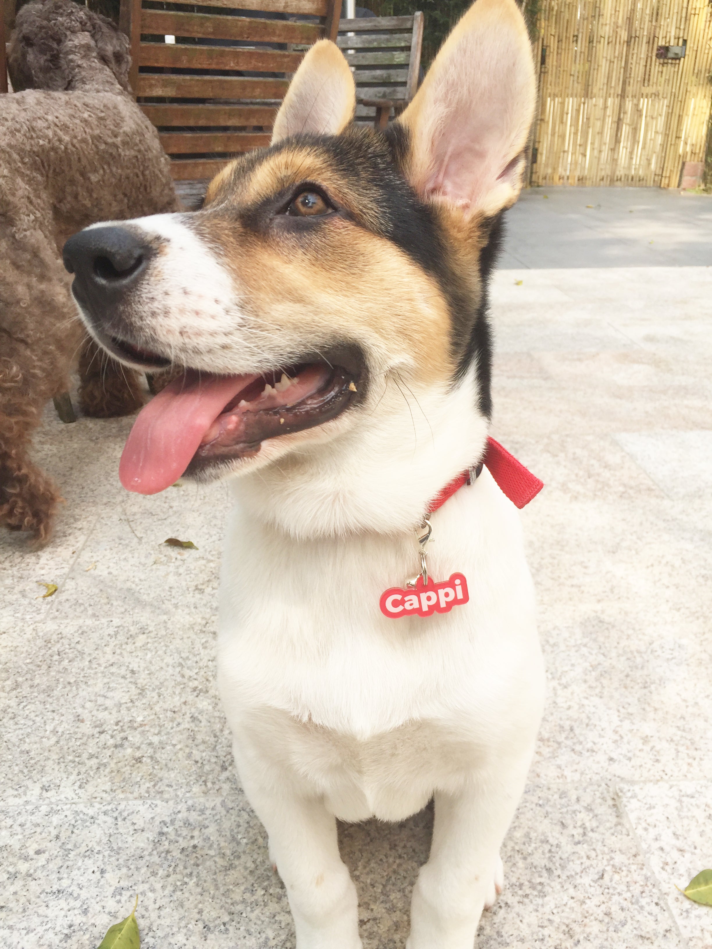 Our Story | Unique Pet ID Tags by Bashtags™