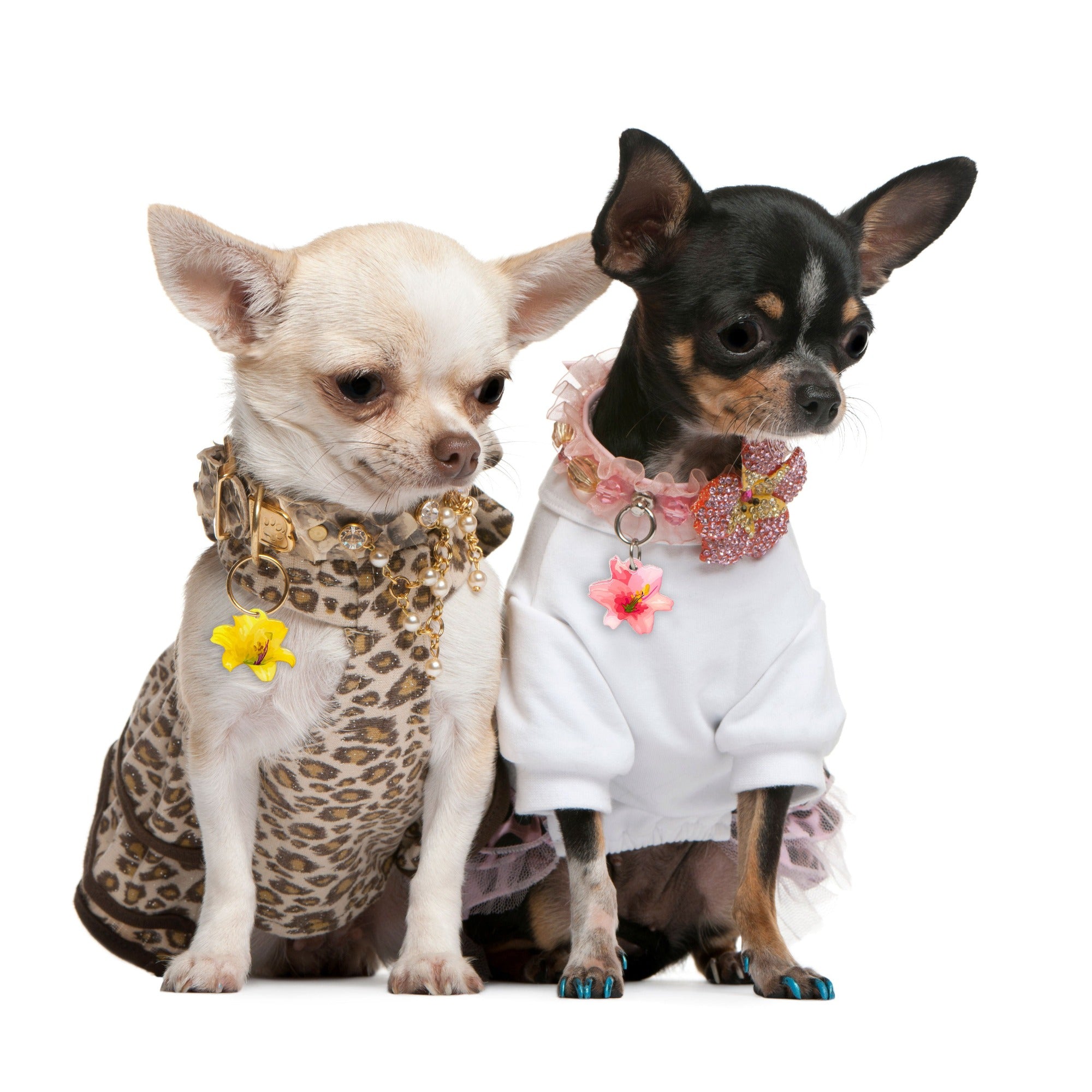 Yellow Lily Pet ID Tag Dog Tag | Custom Pet ID Tags by Bashtags®