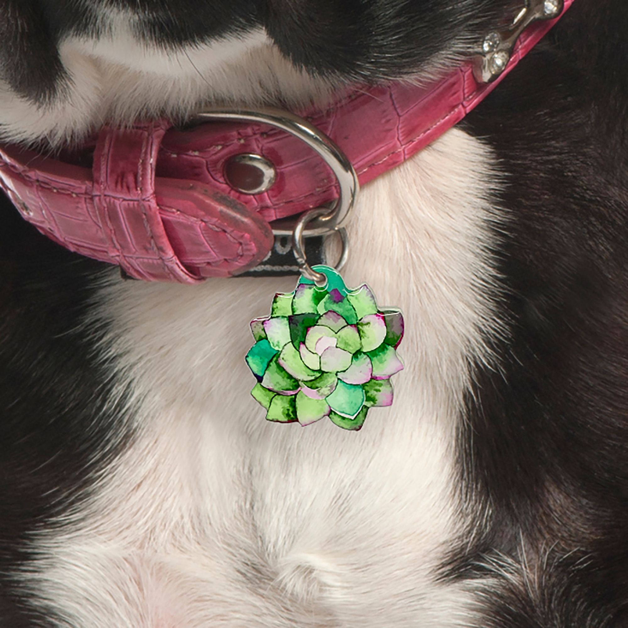 Pink Jade Succulent Pet ID Tag Dog Tag | Custom Pet ID Tags by Bashtags®